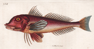 The Pine-leaved Gurnard